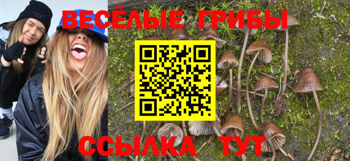 Псилоцибиновые грибы Psilocybe  Вход с VPN  Галлюциногенные грибы GOLDEN TEACHER  Шарыпово 